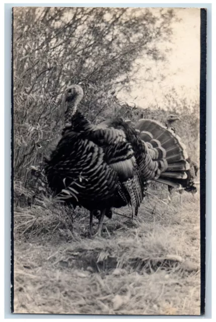 Postcard View of Big Wild Turkey in a Grassy Area c1910 Unposted RPPC Photo