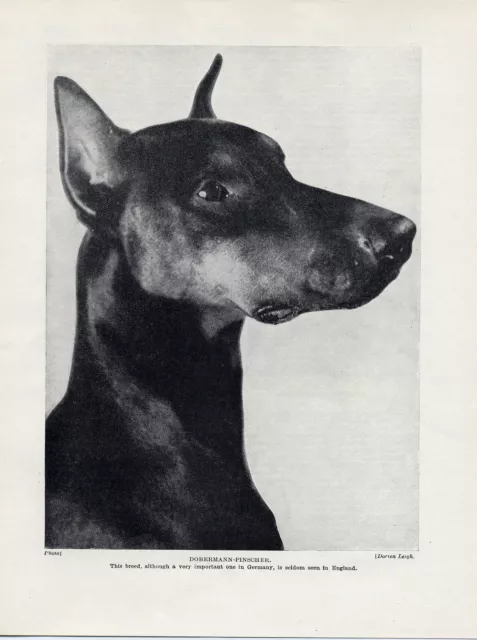 Doberman Pinscher Head Study German Dog Old Original Dog Print Page From 1934