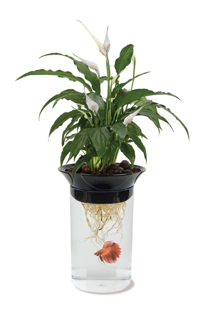 Penn-Plax Aquaponic Planter and Aquarium for Betta Fish Tank Promotes Healthy...