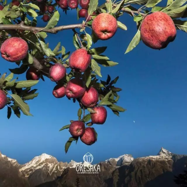 Wild Himalayan apple tree 10 PCS fresh seeds, Fruit seeds, Organic seeds, Non