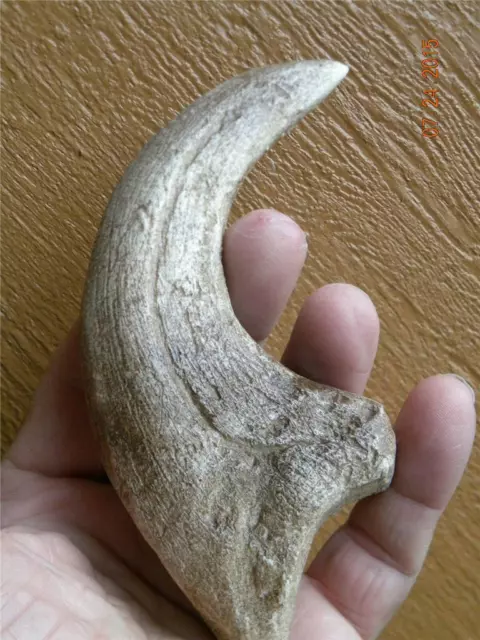 HUGE  Deinonychus velociraptor claw replica 7" REPLICA