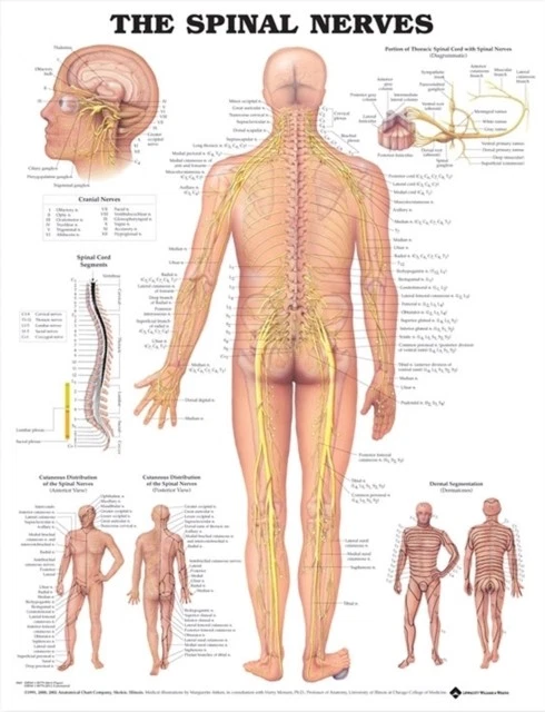 Spinal Motor Map SPINAL NERVES BY ANATOMICAL CHART COM (Map) (9781587792052) £30.77 ...