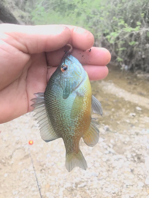 BRILLIANT colored strain of longeared sunfish. buy one get one free adult