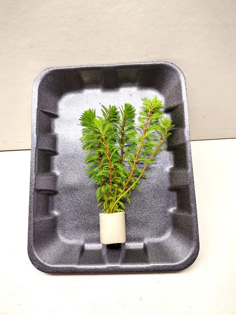 Myriophyllum brasiliensis Brasilianisches Tausendblatt  Papageienfeder