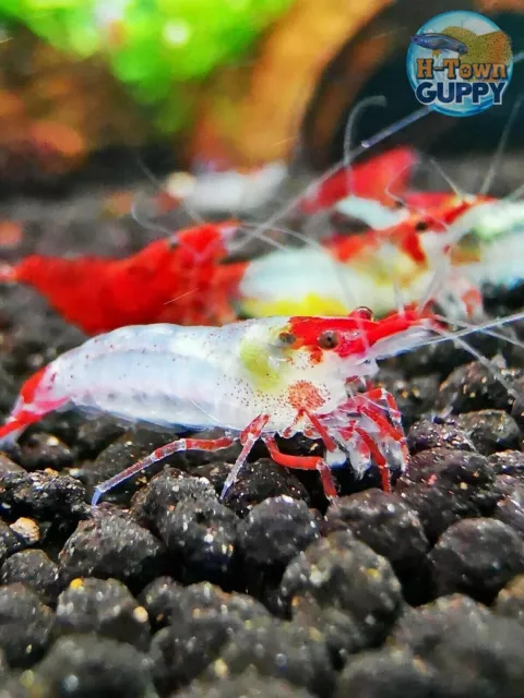 Red Rili Shrimp - Freshwater Neocaridina Aquarium Shrimp. Live Guarantee