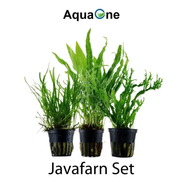 Plantes Ensemble Avec 3 Javafarn Microsorum Aquarium Aquatiques AquaOne Nr.132 2