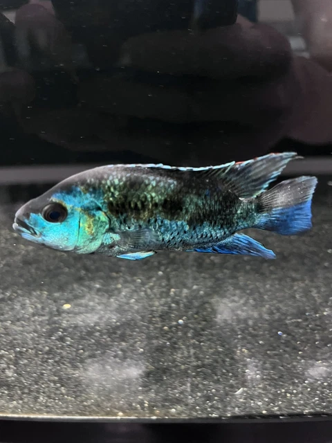 Electric Blue Jack Dempsey - South American Cichlid  - Live Tropical Fish 3-3.5”