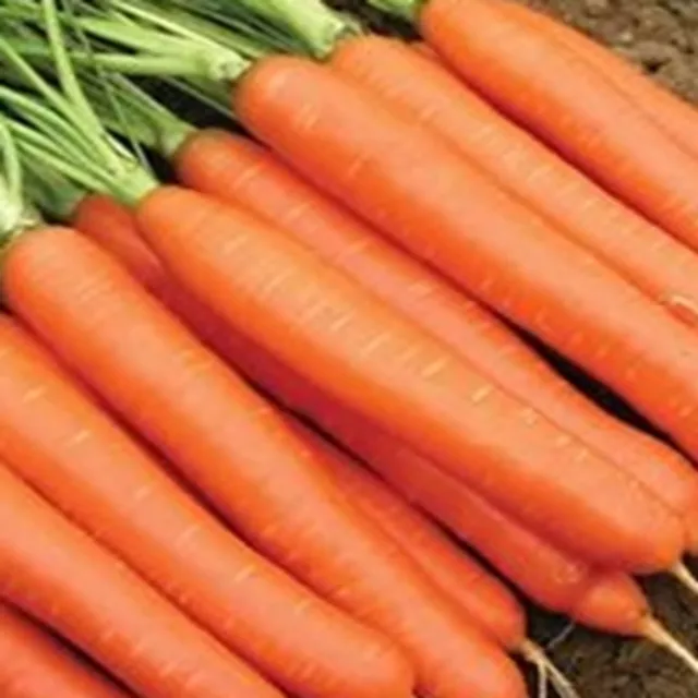 Carrot Sweet Candle Vegetable Seeds 100 Seeds