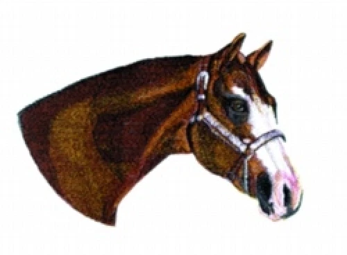 Embroidered Ladies T-Shirt - Stallion Horse BT4455 Sizes S - XXL