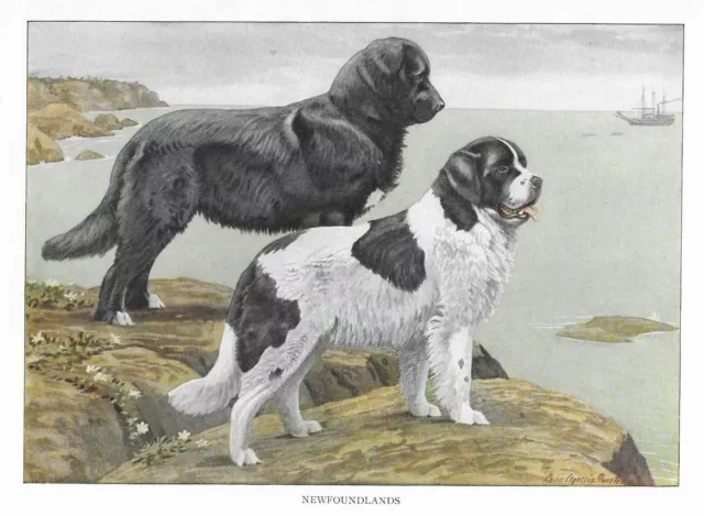 Newfoundland - CUSTOM MATTED - 1927 Color Dog Art Print