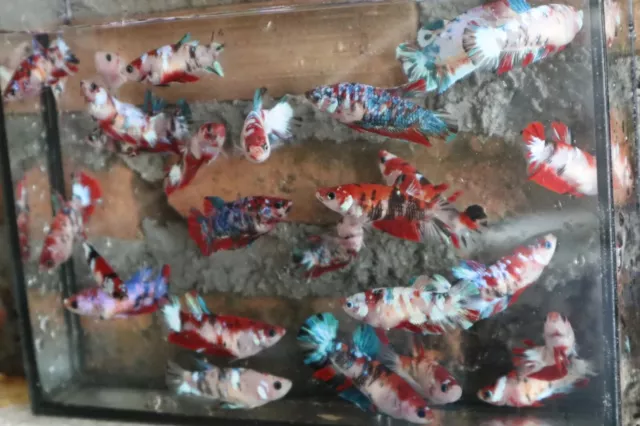 1 Female Koi Galaxy Betta Freshwater Live Tropical Fish High Quality Grade A