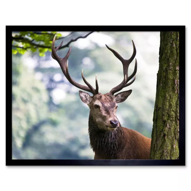 Photograph Nature Animal Portrait Deer Stag Antlers 12X16 Inch Framed Art Print