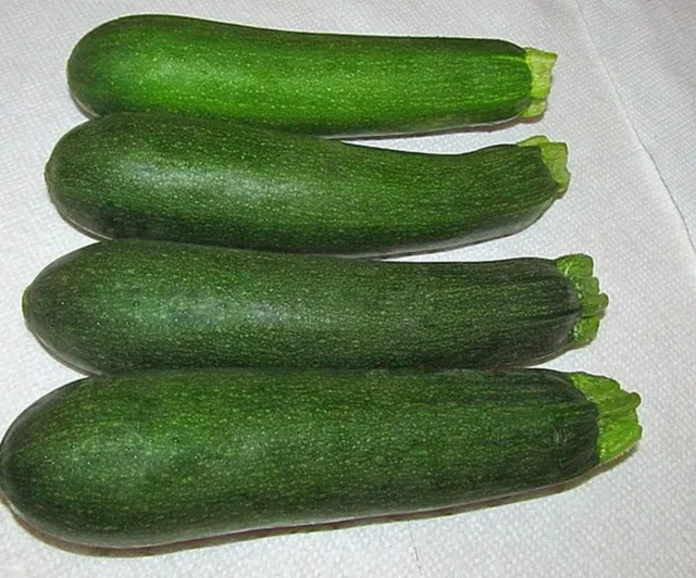 SEED- Black Beauty The Standard Zucchini Summer Squash- Prolific, Productive