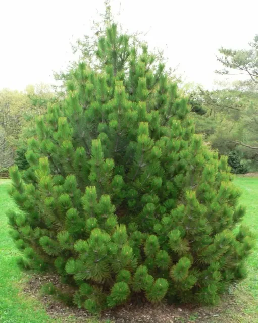 Bosnian Pine - Pinus heldreichii (leucodermis) - 8 Seeds - Tough Ornamental Pine