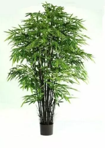 Die schöne Zimmerpflanze " Kalkutta Bambus " verbessert das Raumklima ! Samen
