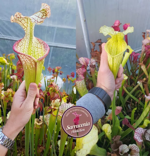 59) Sarracenia seeds 2023-2024 / carnivorous plants rare