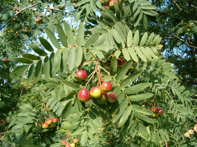 Speierling Sorbus domestica planta 35-40 cm gaviota espora