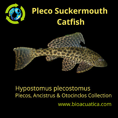 2 PLECO SUCKERMOUTH CATFISH 2.5 TO 3 INCHES (Hypostomus plecostomus)