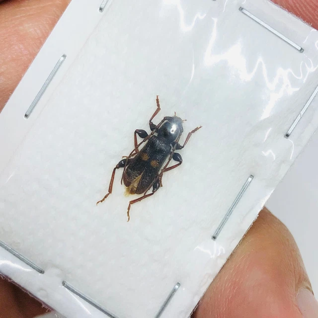 Cerambycidae sp from Weixi Yunnan 7766