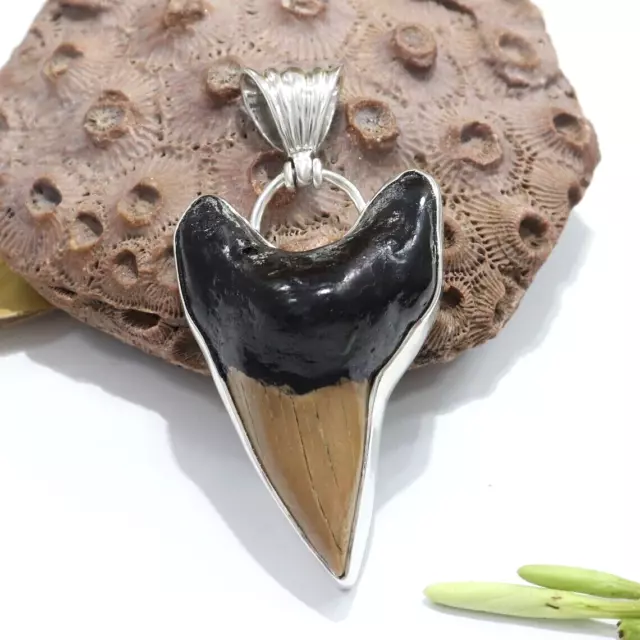 Collana con pendente a forma di dente di squalo fossile marrone naturale,...