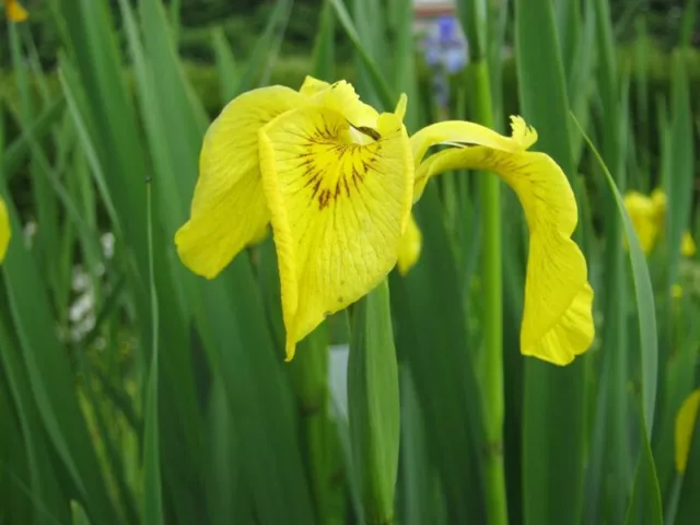 Gelbe Sumpfschwertlilie Iris pseudacorus Teichpflanzen Teichpflanze Sumpfpflanze