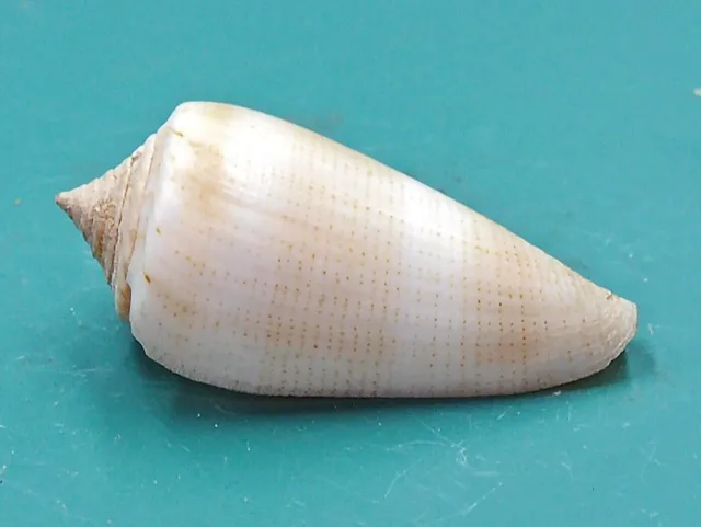 Conus Furvus  33.5 Philippines INTERESTING Conchiglia Seashell