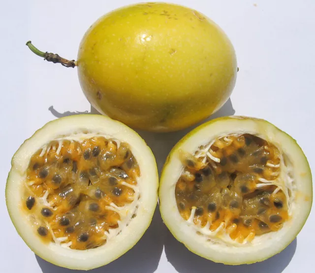 Passiflora edulis - maracuya-parchita -  semillas - seeds   fruta de la pasión