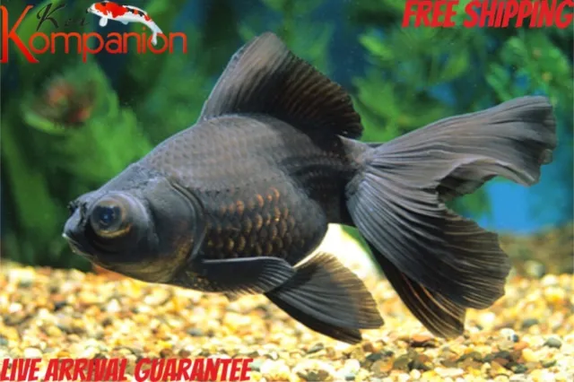 3/5/10X 1.5-2" Black Moor Goldfish Pond Aquarium Freshwater Koi Kompanion