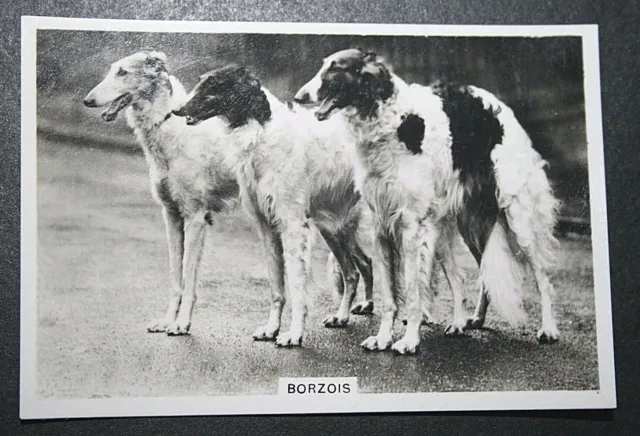 BORZOI  Russian Wolfhound   Vintage 1930's Photo Card  WC13M