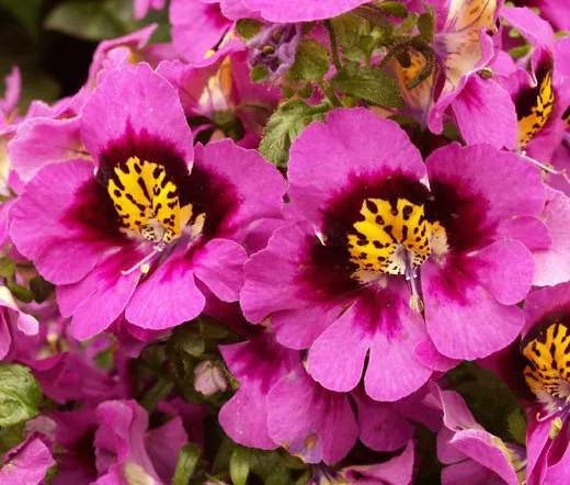 BUTTERFLY FLOWER ANGEL WINGS Schizanthus x Wisetonensis - 100 Seeds