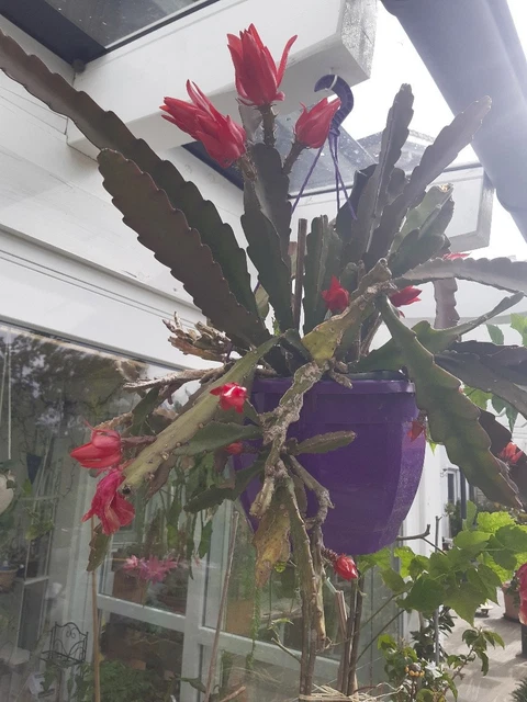 BLATTKAKTUS ROT Epiphyllum EUR 3,00 - PicClick DE