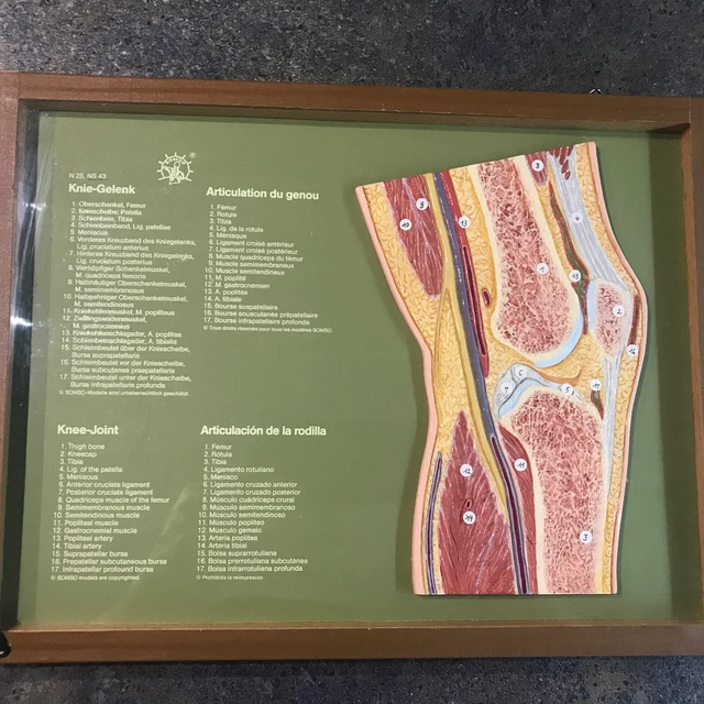 Anatomie Knie / Schulwandkarte , Lehrbild , Lehrkarte im Rahmen . 33 x 25 cm