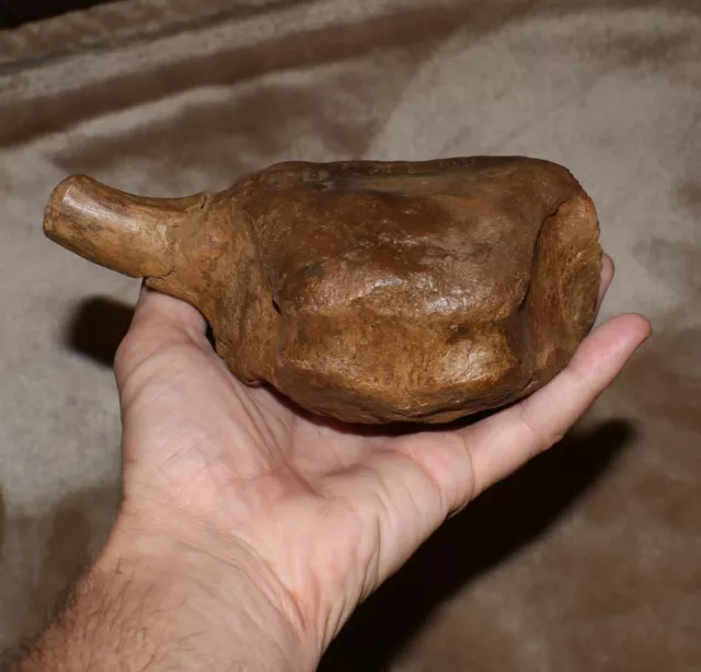 Triceratops Vertebra - Dinosaur Fossil - Hell Creek Formation - CRETACEOUS