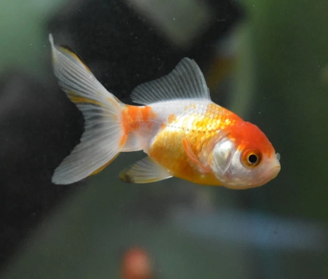 Live Oranda Fancy Goldfish (1.5-2" Freshwater Aquarium Fish)  *PLS READ DESCR*