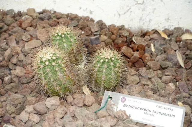 Echinocereus tayopensis 25 Seeds - Taos Hedgehog Cactus