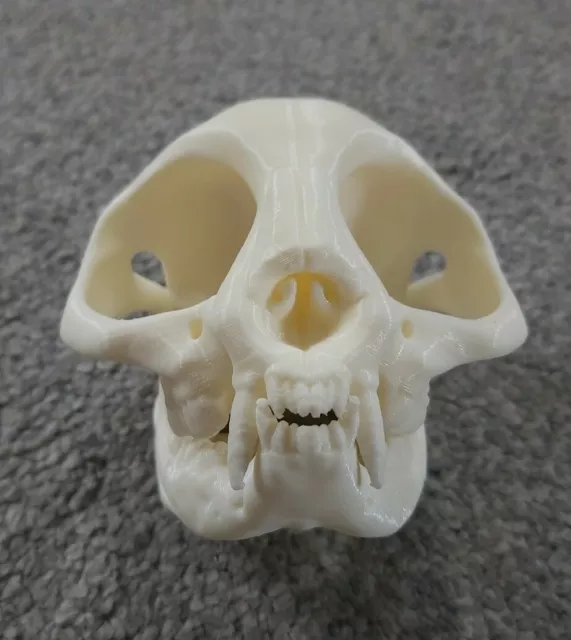 Cat Skull with Teeth Model Moving Jaw Bones 3d Printed Pick Your Colour
