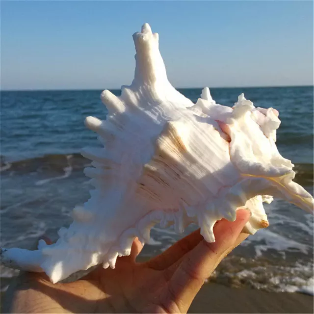 Large White 14-16cm Natural Marine Sea Shell Clam Conch Home Ornament Giant Sea