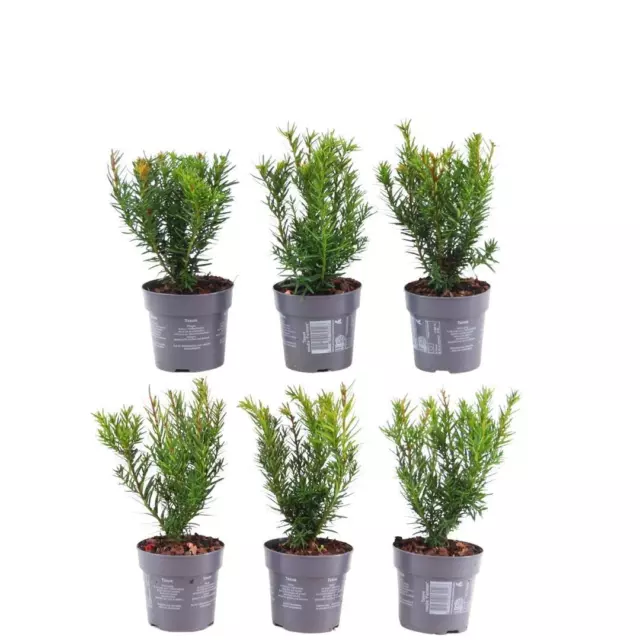 Plants by Frank | 1 laufenden Meter Eibenhecke | Taxus media Farmen | Winterhart