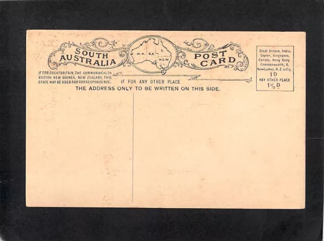 B2422 Australia SA Botanic Park Adelaide Plane Tree Ave vintage postcard 2