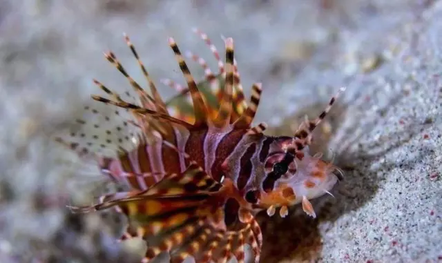 Dwarf Lionfish Fish - Med Approx 2" - Live Saltwater Aquarium! *FREE SHIPPING*