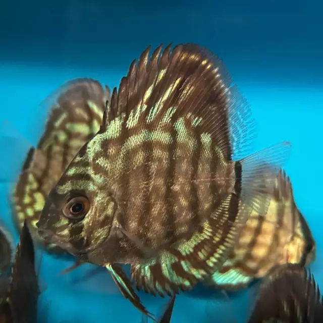 Turquoise discus 3" disc live tropical fish