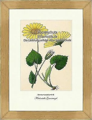 Kaukasische Gemswurzel Korbblütler Asternartige Zierpflanze Vilmorin A4 132