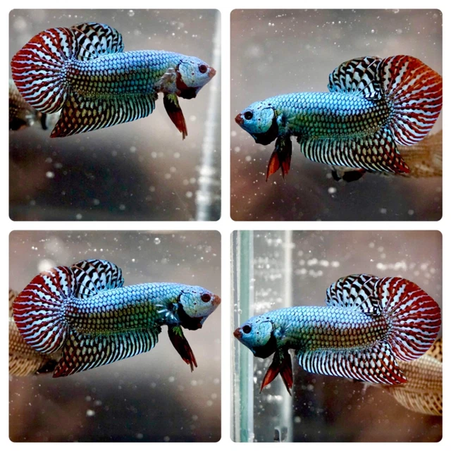 Live Betta Fish Male Wild Hybrid Alien Metallic Blue Red Watch VIDEO READ PLEASE