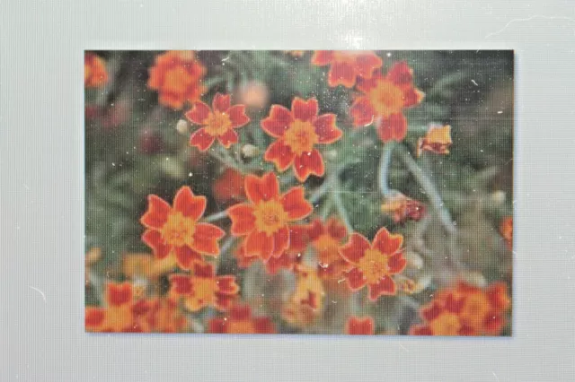 10 Samen Gewürztagetes Red Gem,Tagetes tenuifolia,rot blühend,Duftpflanze #69