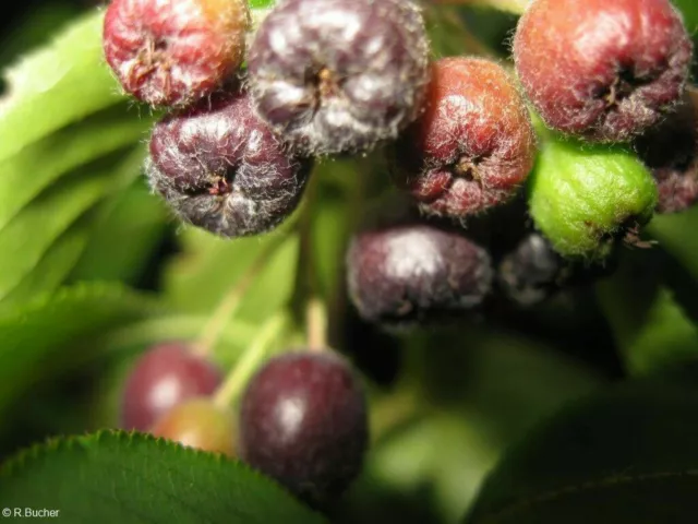 SAMEN Ertragreiches Wildobst mit hohem Vitamin-C-Gehalt: die Aroniabeere Samen.