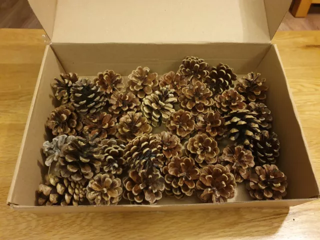 40 Pine Fir Cones Pinecone Cone Crafts Christmas Wreath Florist Wedding 4-6cm