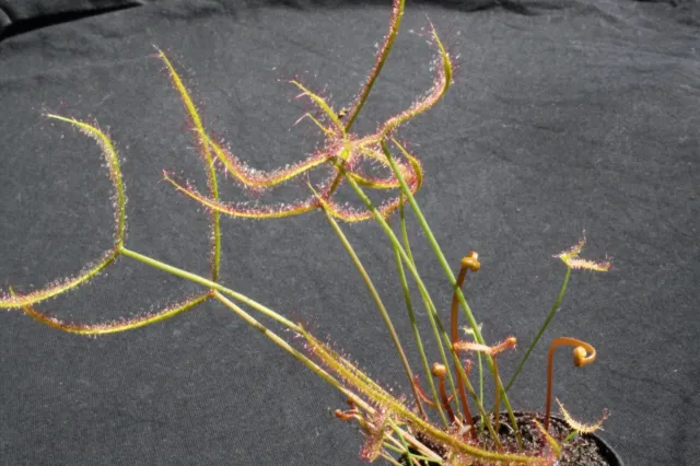 Fleischfressende Pflanze Jung, Drosera binata, der gegabelte Sonnentau, 5-10cm! 3