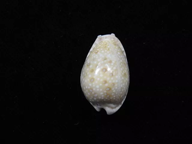 Meeresmuschel Cypraea marginalis melocellata 26,3 mm ID#7130