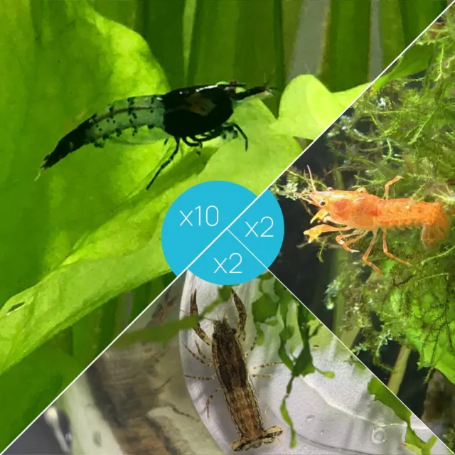 Lot de 10 Crevettes Rili Carbon et 4 Écrevisses naines (2 Blue Mini + 2 CPO)