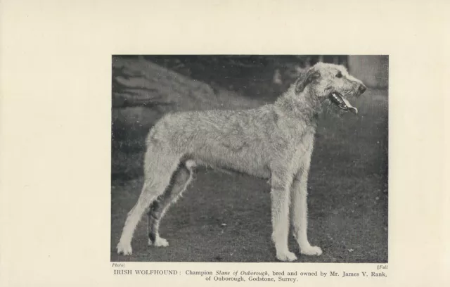 IRISH WOLFHOUND NAMED CHAMPION OLD ANTIQUE 1930's DOG PRINT